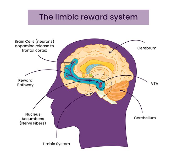 limbic-reward-system-omm6li76761o99994htlzqyczmxmm5al14qqu4mrn4.jpg